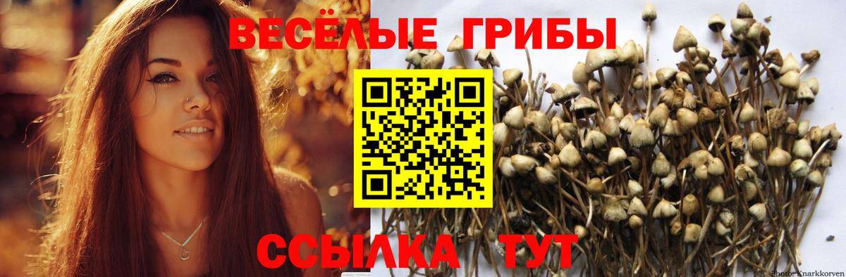 Галлюциногенные грибы Psilocybe  Вход с VPN  Новый Уренгой 